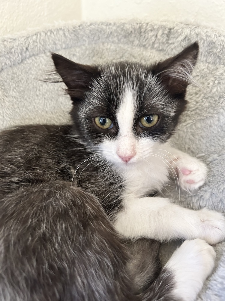Flower, an adoptable Domestic Short Hair in Los Lunas, NM, 87031 | Photo Image 1
