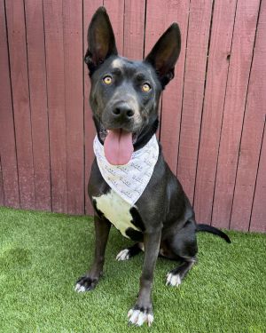 Luffy, Adult Male Pit Bull Terrier