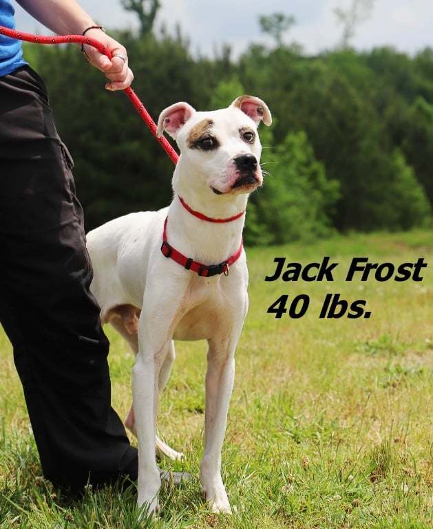 Jack Frost, an adoptable Mixed Breed in Shelburne, VT, 05482 | Photo Image 1