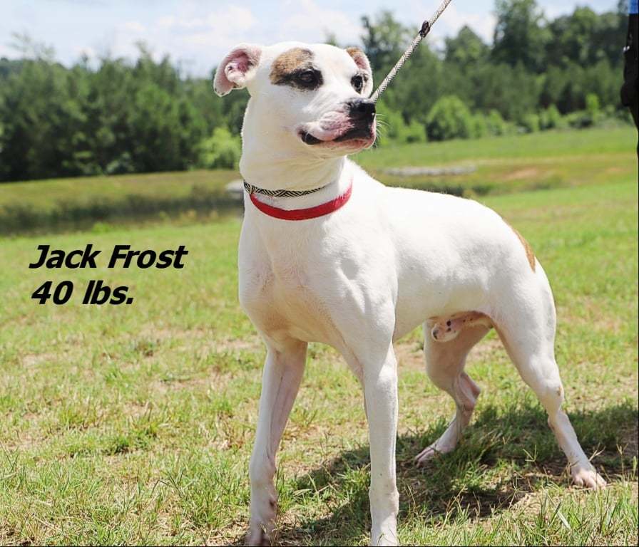 Jack Frost, an adoptable Mixed Breed in Shelburne, VT, 05482 | Photo Image 2