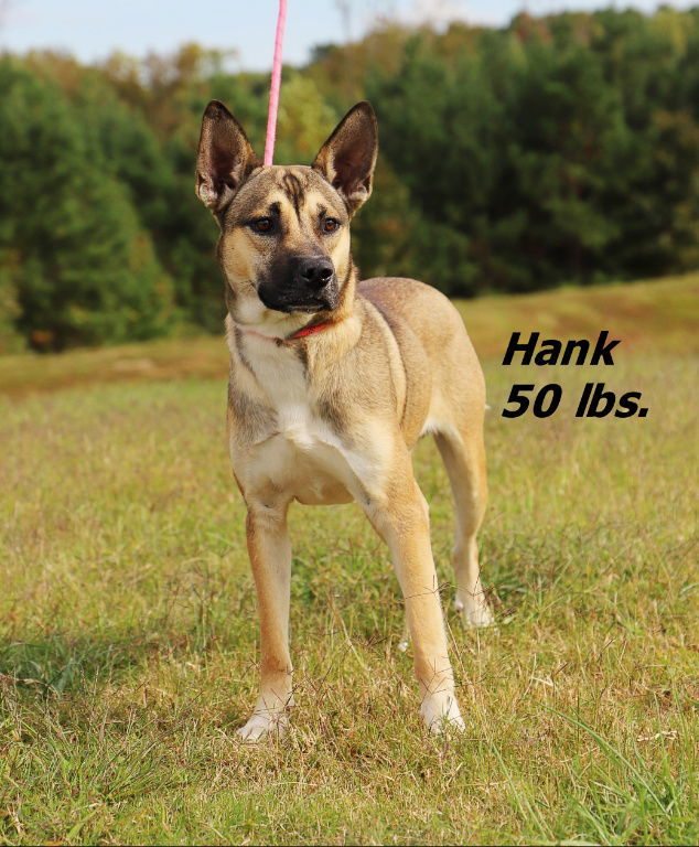 Hank, an adoptable Mixed Breed in Shelburne, VT, 05482 | Photo Image 1