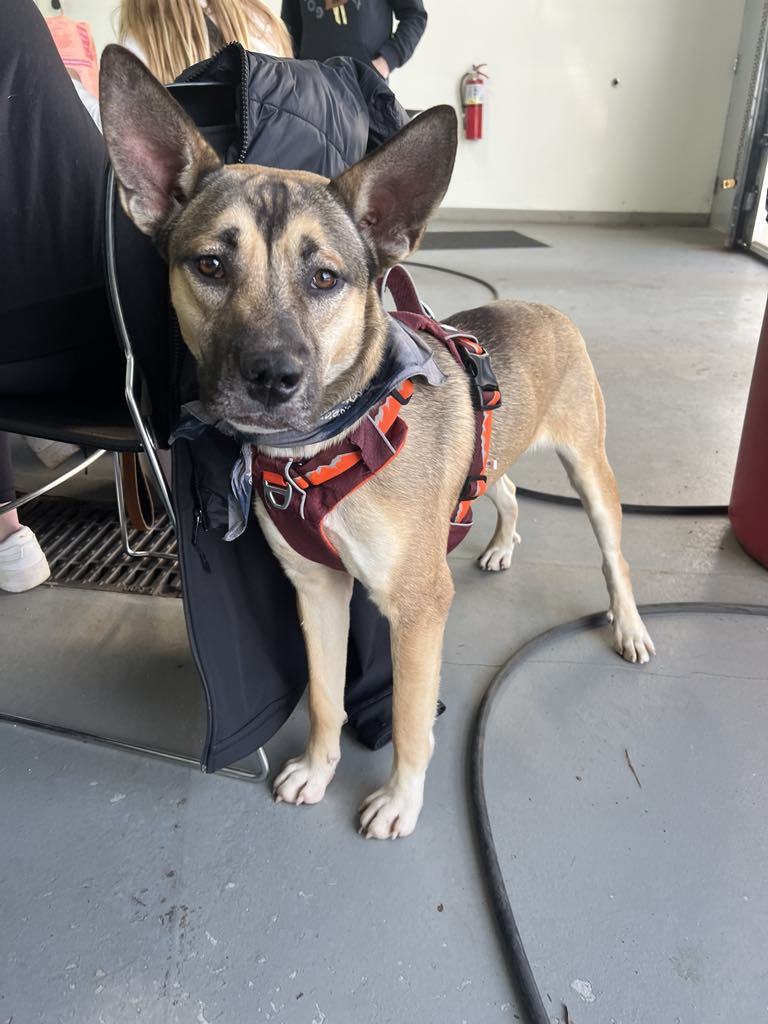 Hank, an adoptable Mixed Breed in Shelburne, VT, 05482 | Photo Image 2