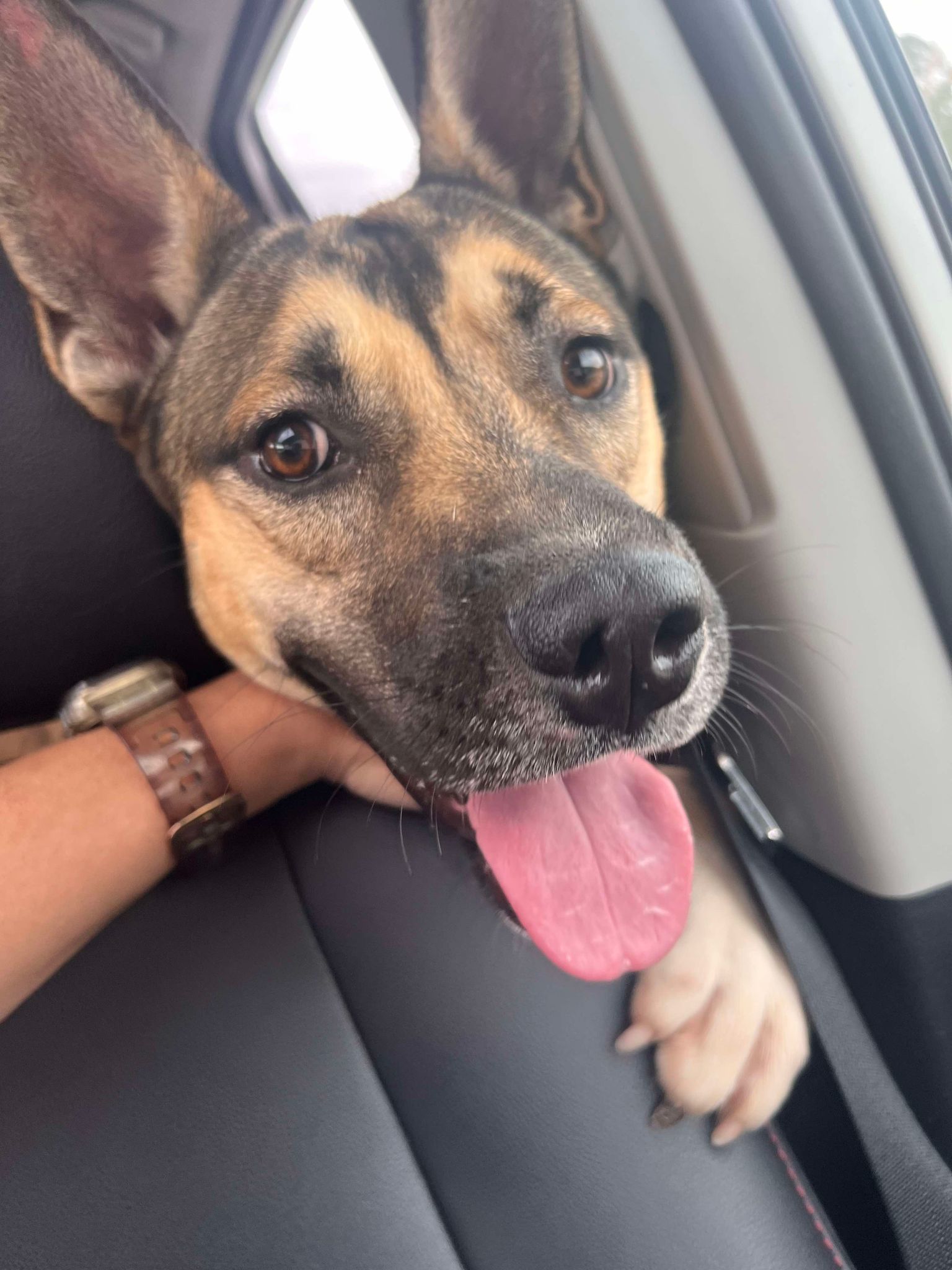 Hank, an adoptable Mixed Breed in Shelburne, VT, 05482 | Photo Image 3