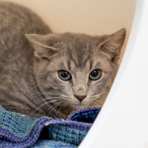 Wed like to introduce the Luna Park kittens This litter was rescued by one of our staff right befo