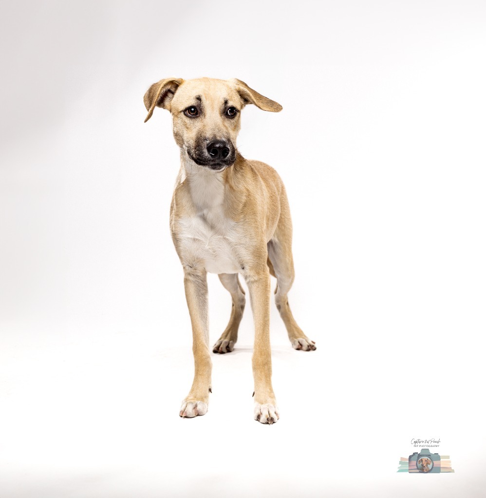 Chito, an adoptable Shepherd in El Paso, TX, 79906 | Photo Image 1