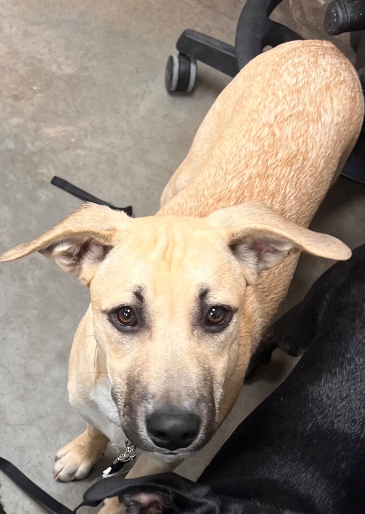 Chito, an adoptable Shepherd in El Paso, TX, 79906 | Photo Image 2
