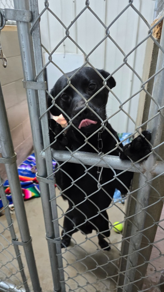 Zeus, an adoptable Black Labrador Retriever, Mixed Breed in Virginia, MN, 55792 | Photo Image 1