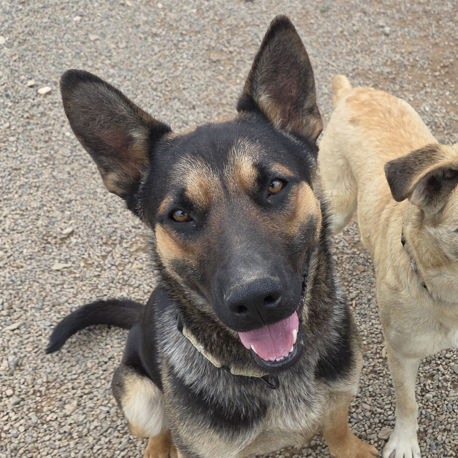 Odie, an adoptable German Shepherd Dog in Yreka, CA, 96097 | Photo Image 1