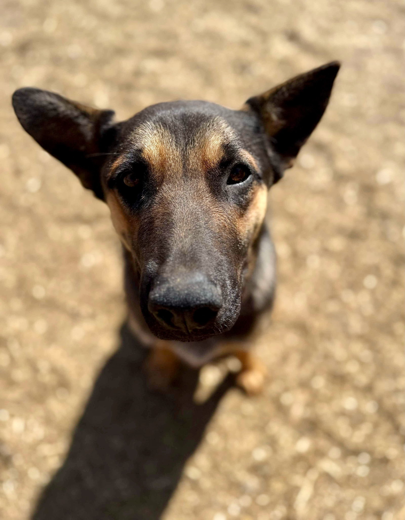 Odie, an adoptable German Shepherd Dog in Yreka, CA, 96097 | Photo Image 2