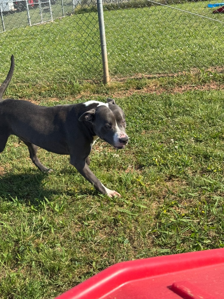 Pete
