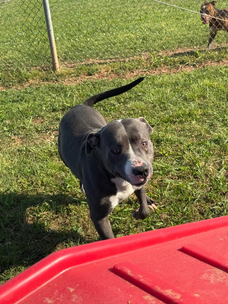 Pete
