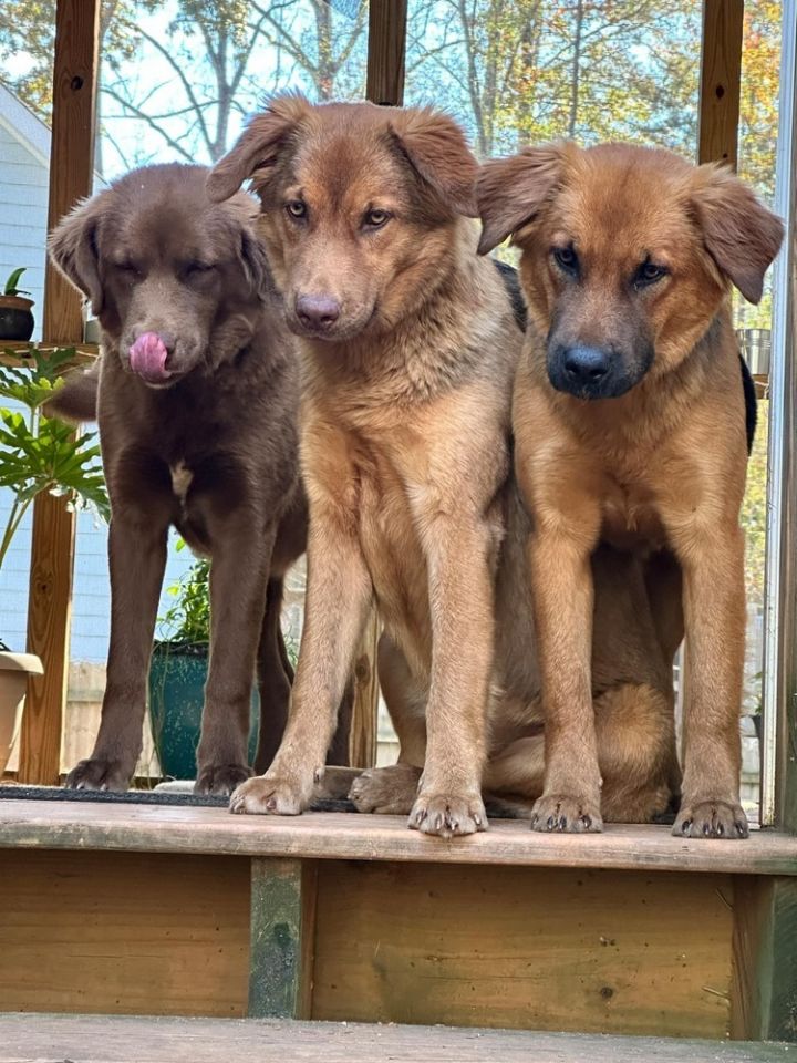 Banks County dumped puppies 5