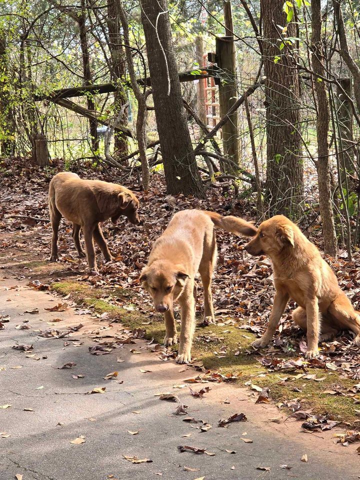 Banks County dumped puppies 6