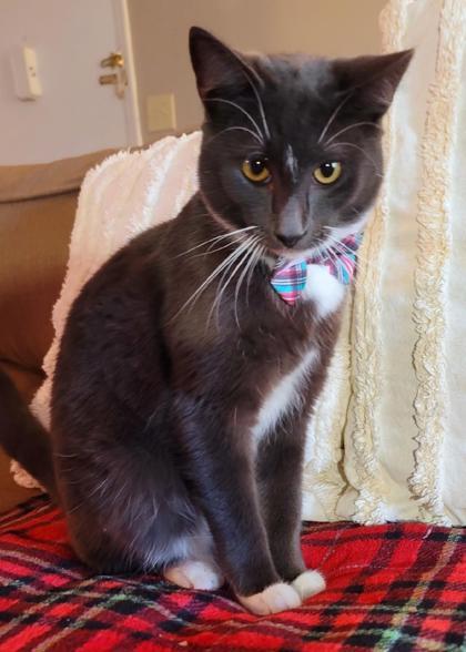 Amir, an adoptable Domestic Short Hair in Savannah, GA, 31410 | Photo Image 1