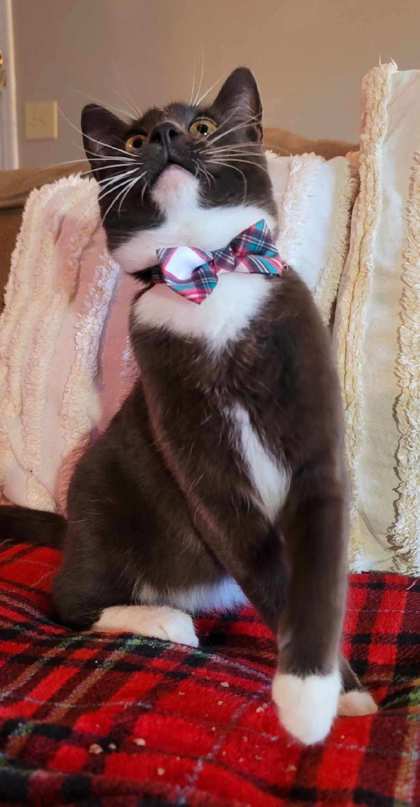 Amir, an adoptable Domestic Short Hair in Savannah, GA, 31410 | Photo Image 2