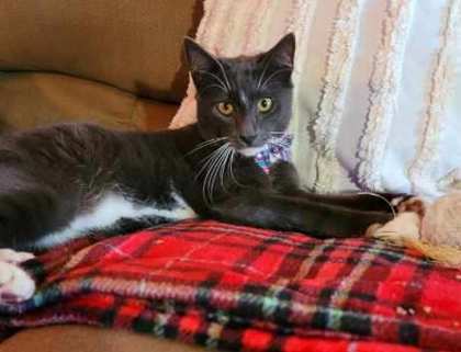 Amir, an adoptable Domestic Short Hair in Savannah, GA, 31410 | Photo Image 3