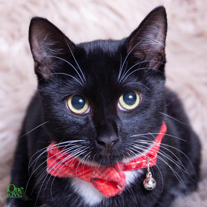 Aladdin, an adoptable Domestic Short Hair in Savannah, GA, 31410 | Photo Image 1