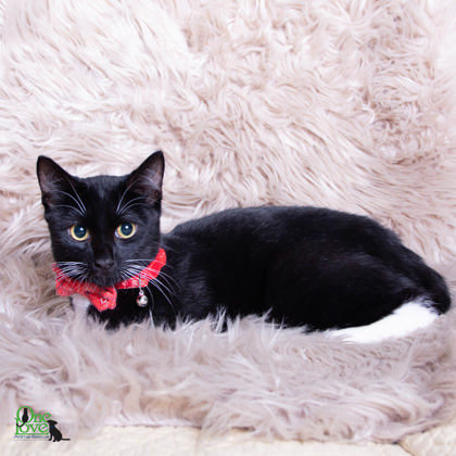 Aladdin, an adoptable Domestic Short Hair in Savannah, GA, 31410 | Photo Image 2