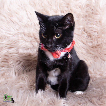 Aladdin, an adoptable Domestic Short Hair in Savannah, GA, 31410 | Photo Image 3