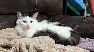 Meet Major - Lover Leader and Bug-Hunting Champ Hi Im Major I arrived at my foster home after 