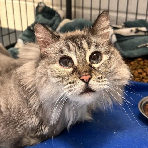 Jeanette, an adoptable Birman, Domestic Long Hair in Rocky Mount, VA, 24151 | Photo Image 1