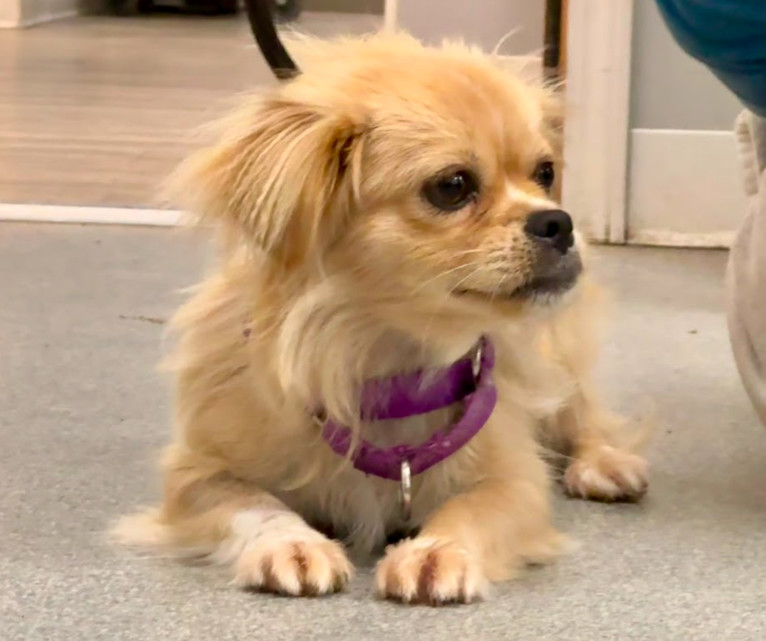 Snickers, an adoptable Pekingese in Princeton, MN, 55371 | Photo Image 1