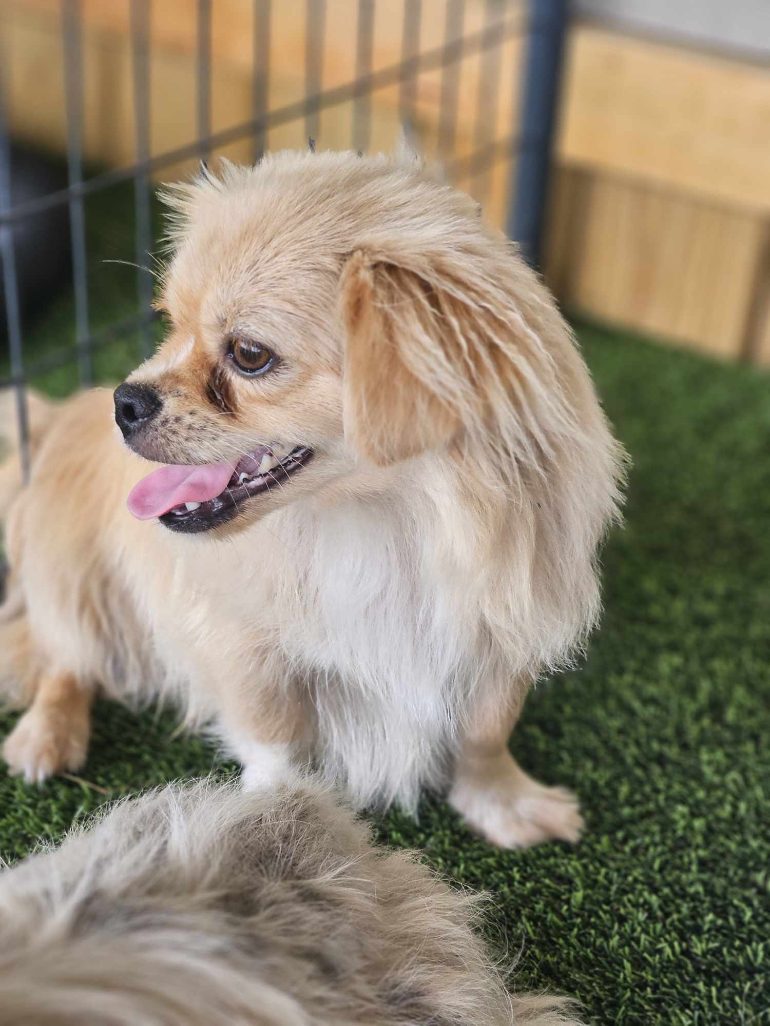 Snickers, an adoptable Pekingese in Princeton, MN, 55371 | Photo Image 3