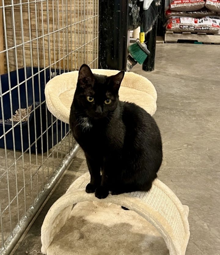Luna 2