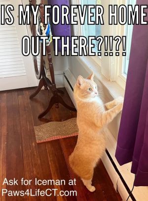 Iceman (SPECIAL NEEDS), Adult Male Domestic Short Hair