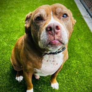 Lenny, Senior Male Mixed Breed