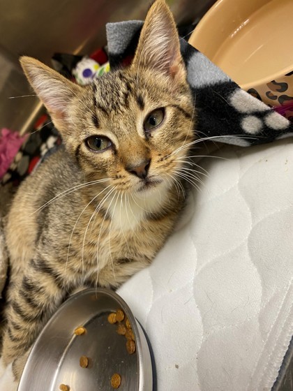 Pumpkin, an adoptable Domestic Short Hair in Hastings, MN, 55033 | Photo Image 1