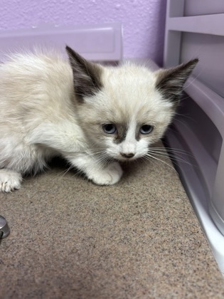 57277072, an adoptable Ragdoll in El Paso, TX, 79906 | Photo Image 1