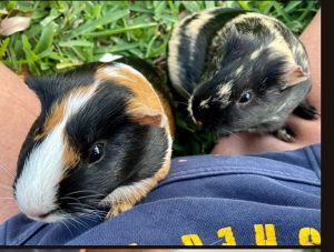 Gracie and Reece, Adult Female Guinea Pig