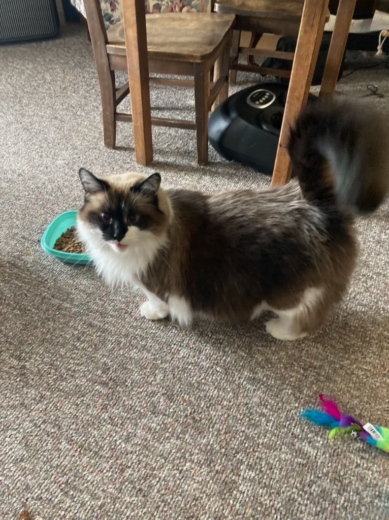 Petunia, an adoptable Himalayan in South Bend, IN, 46614 | Photo Image 1