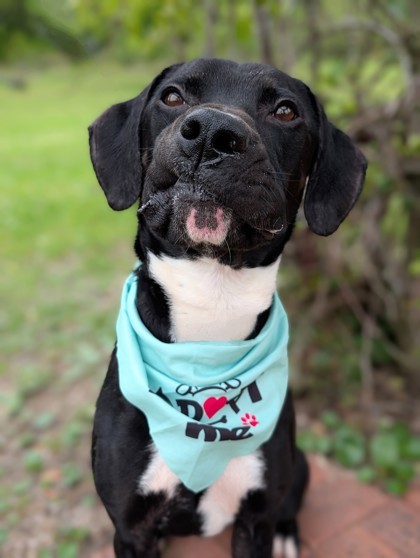 Ed, an adoptable McNab, Mixed Breed in Gulfport, MS, 39501 | Photo Image 1