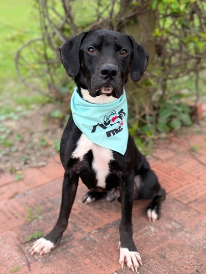 Ed, an adoptable McNab, Mixed Breed in Gulfport, MS, 39501 | Photo Image 2