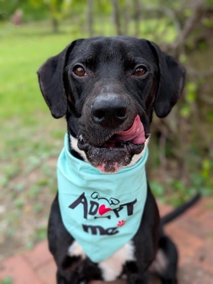 Ed, an adoptable McNab, Mixed Breed in Gulfport, MS, 39501 | Photo Image 3