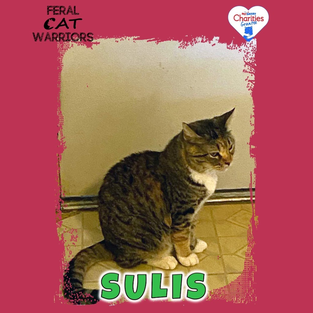 Sulis, an adoptable Domestic Short Hair in Kingman, AZ, 86401 | Photo Image 1