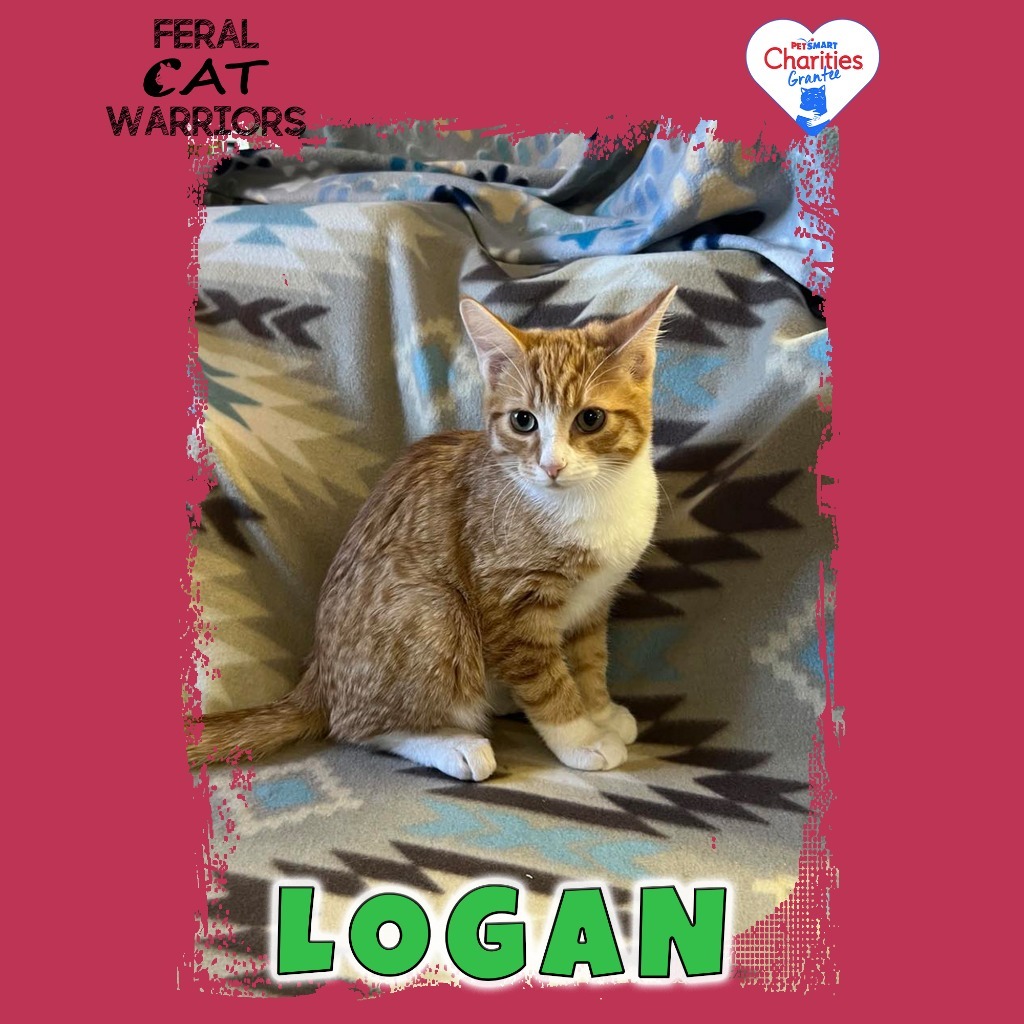 Logan, an adoptable Domestic Short Hair in Kingman, AZ, 86401 | Photo Image 1