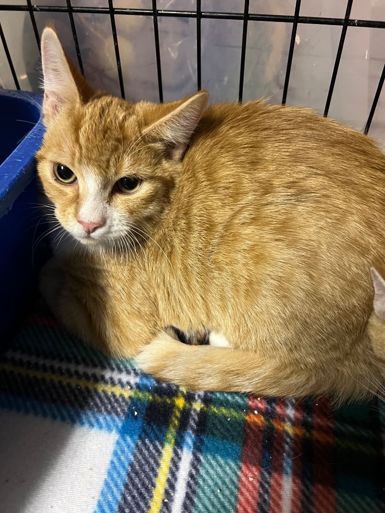 Logan, an adoptable Domestic Short Hair in Kingman, AZ, 86401 | Photo Image 2