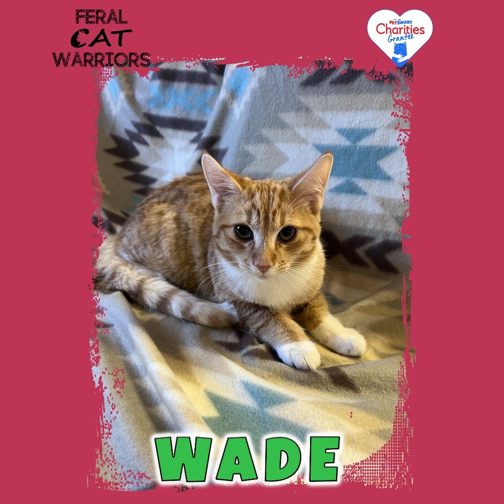 Wade, an adoptable Domestic Short Hair in Kingman, AZ, 86401 | Photo Image 1