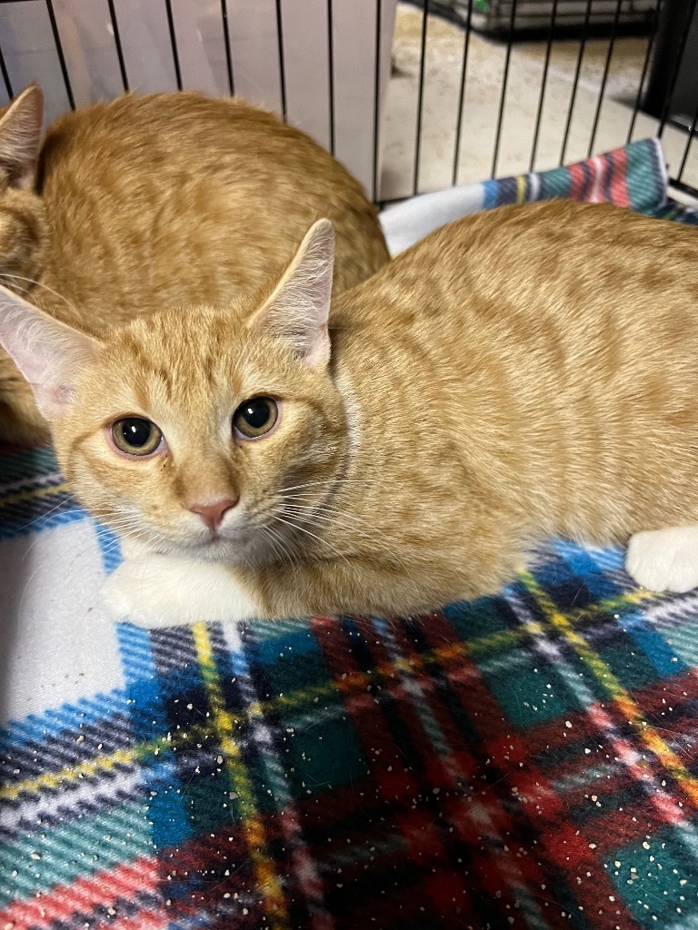 Wade, an adoptable Domestic Short Hair in Kingman, AZ, 86401 | Photo Image 2