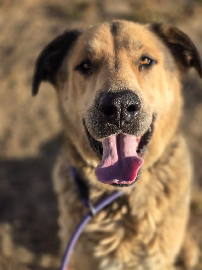 Rocko, an adoptable German Shepherd Dog in Gillette, WY, 82716 | Photo Image 1