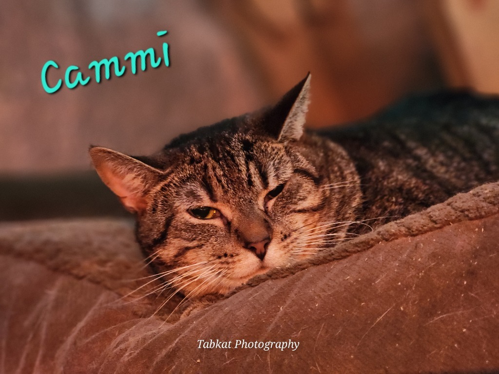 Cammi