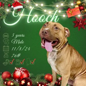 Hooch