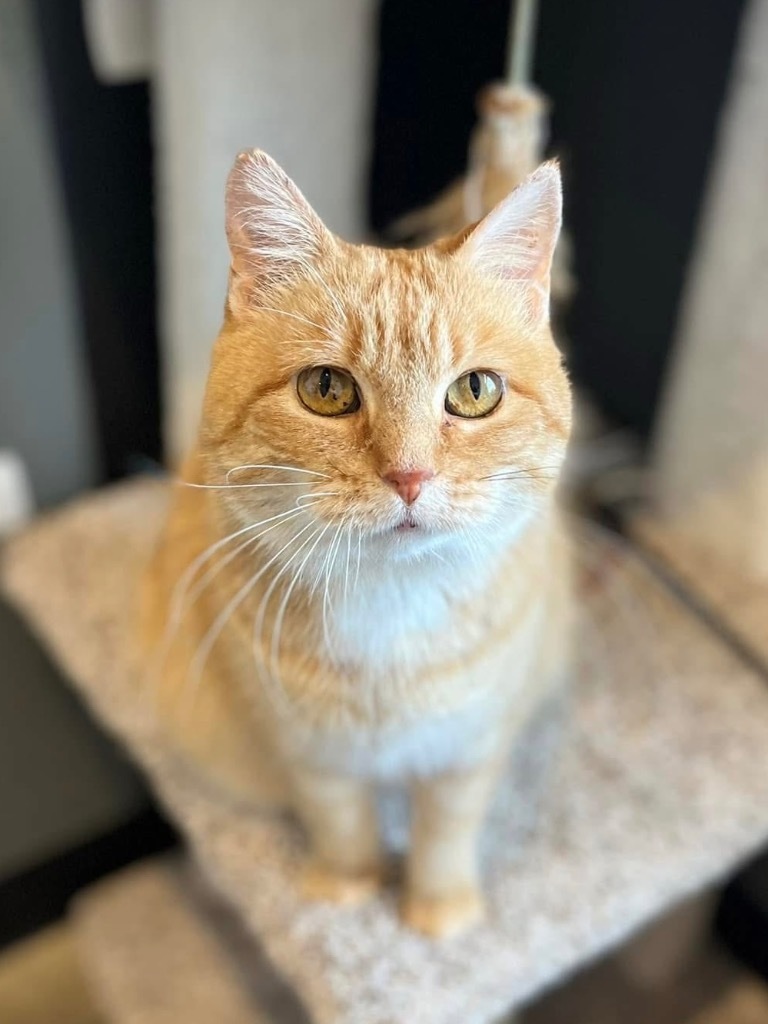 Sweet Potato, an adoptable Domestic Short Hair in Menomonie, WI, 54751 | Photo Image 1