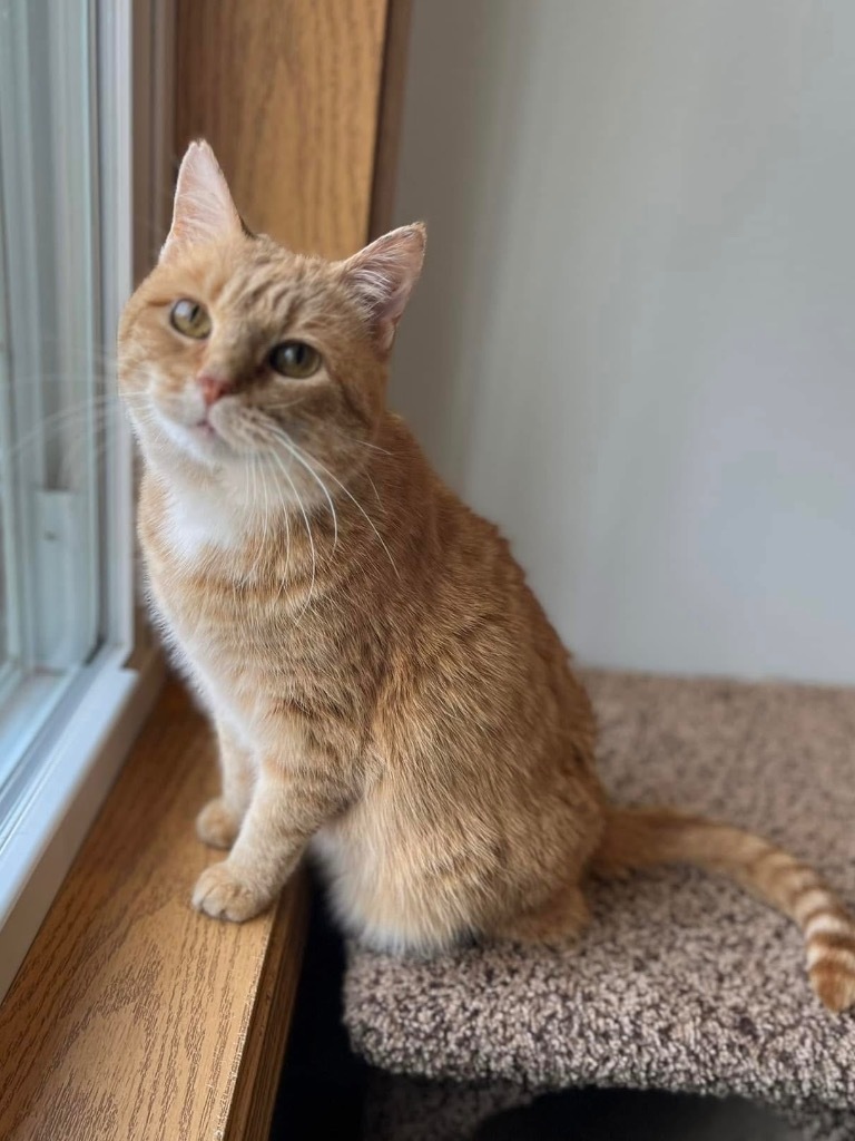 Sweet Potato, an adoptable Domestic Short Hair in Menomonie, WI, 54751 | Photo Image 2