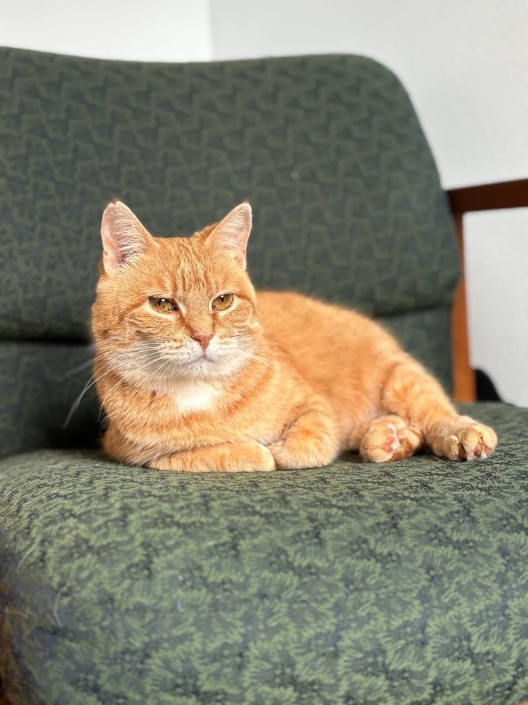 Sweet Potato, an adoptable Domestic Short Hair in Menomonie, WI, 54751 | Photo Image 3
