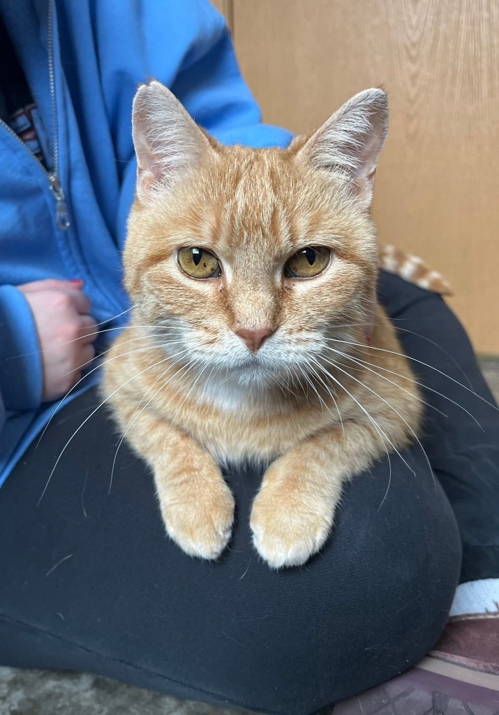 Sweet Potato, an adoptable Domestic Short Hair in Menomonie, WI, 54751 | Photo Image 4