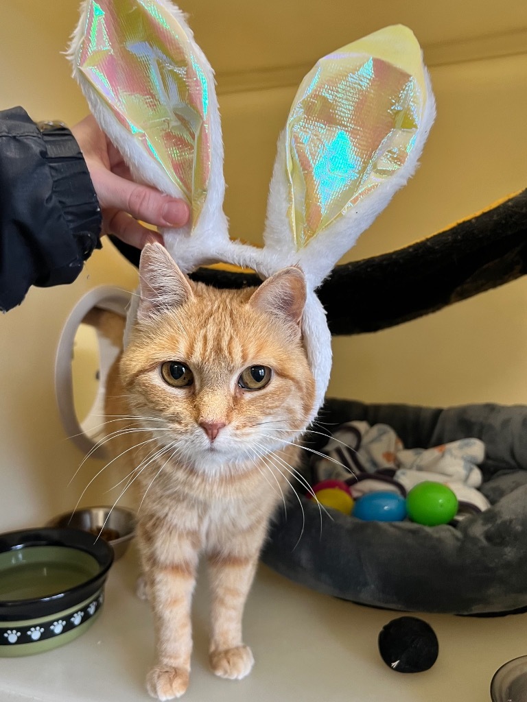 Sweet Potato, an adoptable Domestic Short Hair in Menomonie, WI, 54751 | Photo Image 5